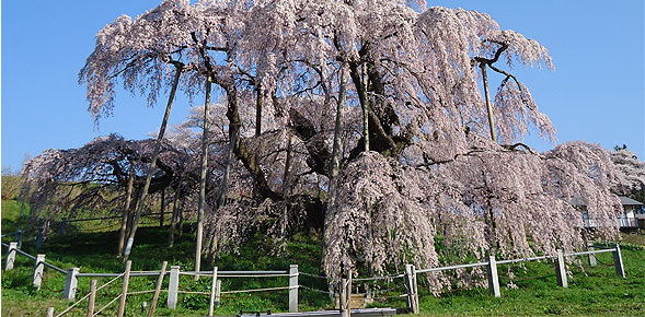 cerisier en fleurs du Japon