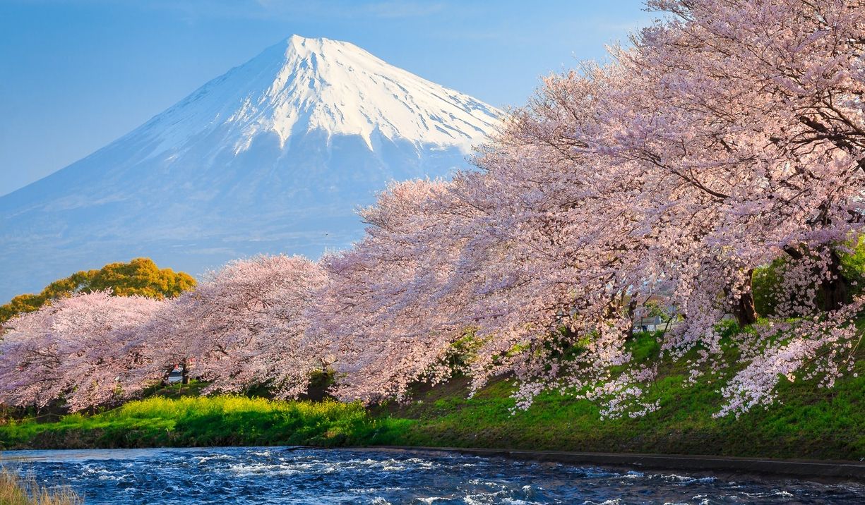 Japon cerisiers en fleur Sakura