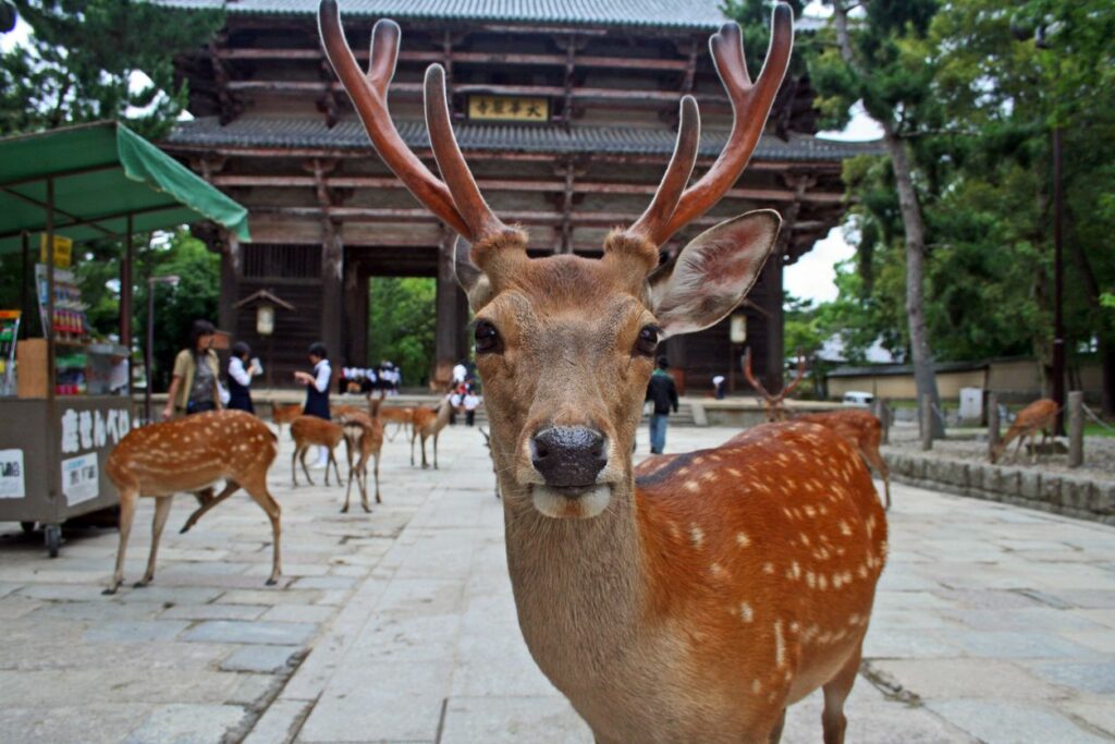 temple Todai-ji à Nara