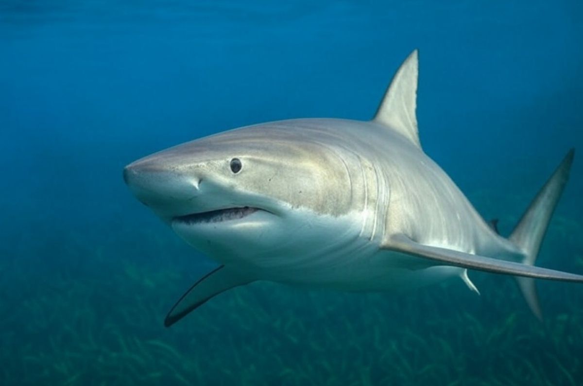 Risque requin japon